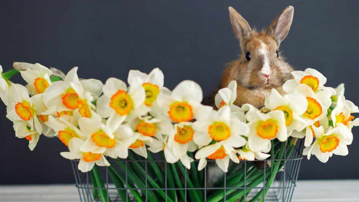 Daffodils add a smile to everyone who sees their beautiful yellow blooms.